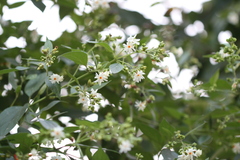 Nyctanthes arbor-tristis